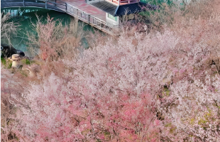 一路繁花一路景 杭州“交旅融合”解锁春日“诗意经济”  