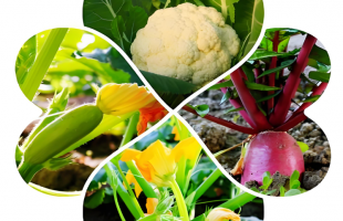 “菜篮子”里的政绩观