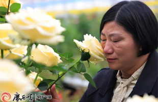 “文秀”月季映时代 以花载道香致远  