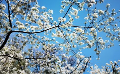 山东济南：樱花如雪引客来  