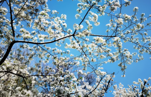 山东济南：樱花如雪引客来  