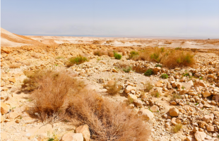 从“治沙”到“护荒”，生态环境法典为“原生荒漠”正名 