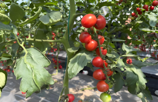 良种良法入田间  