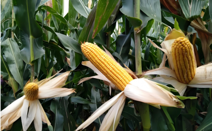 为何杂交玉米比亲本产量更高？  玉米杂交优势“密码”被破解  