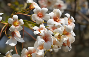 云南广南：万亩油桐花迎来最佳观赏期  