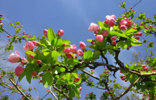 北京：千园之城，花事正酣 