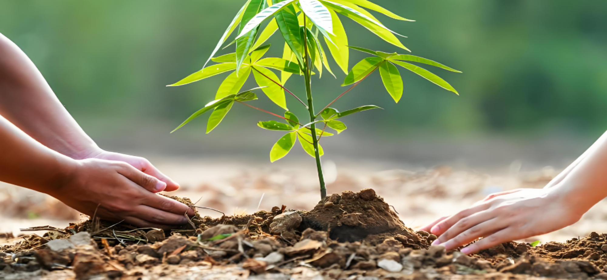 为什么中国人对种树这件事，如此执着与热爱？