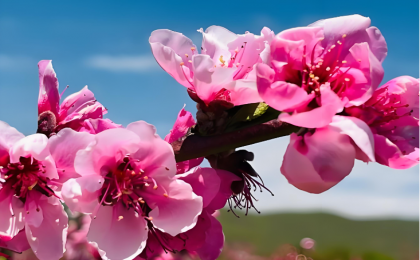 大地如铺上粉红地毯！丽江拉市海桃花惊艳上线  