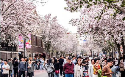 当海棠花遇见小洋楼，天津最美的春天藏在这里 