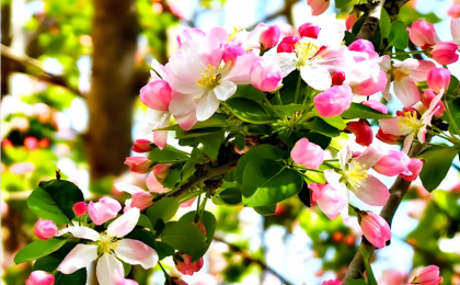 这个春天必须冲天津海棠 