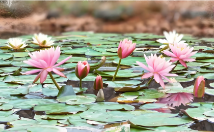 好运“莲莲”！睡莲绽放美如油画 