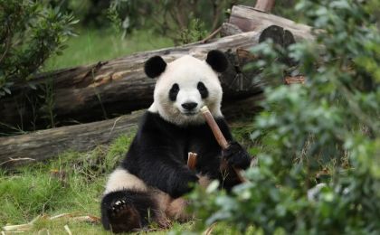 中美开启新一轮大熊猫保护合作 “平平”“福双”将赴美  