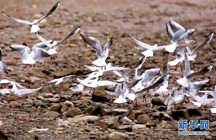 20200114164814829405406_1.jpg 20200114164814829405406_1.jpg