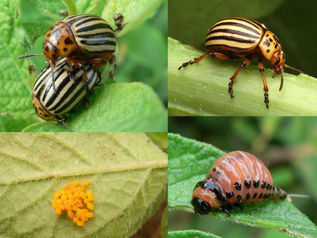 微信图片_20200603214817.jpg 微信图片_20200603214817.jpg