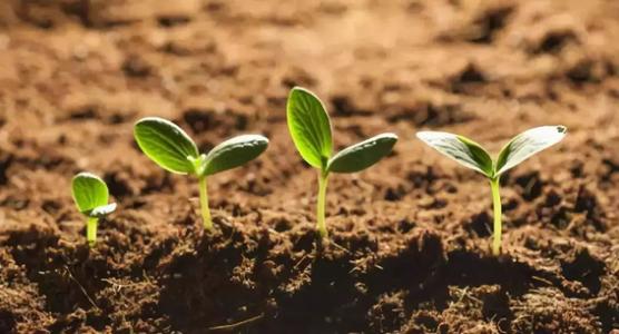 土壤.jpg 土壤.jpg