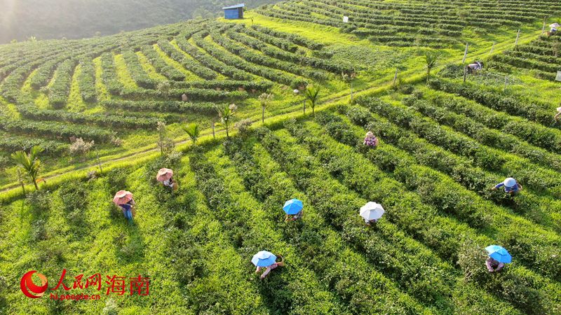 工人在茶园里采茶。人民网记者 符武平摄.jpg