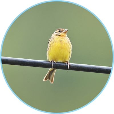 1767078248160217.jpg 黄胸鹀。.jpg