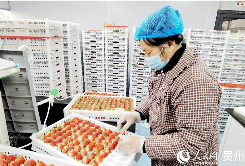 王贵秀正在分拣草莓。.png