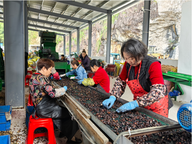 1772442944259985.png 工人们正在流水线上精选油茶籽。.png