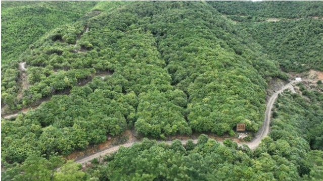 1772442967253941.png 丽水青田县油茶林基地。.png