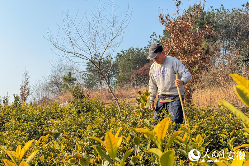 1773400065232624.jpg 易厚掌查看着自家的油茶树。人.jpg