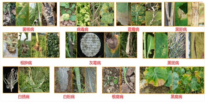 我国油菜病虫草害主要发生种类（11种病害）.png