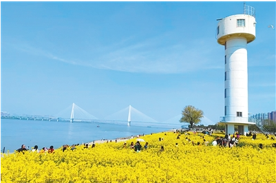 武昌江滩白塔下的油菜花海。.png