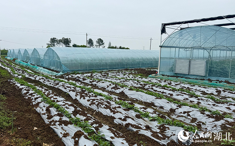 沙洋县沈集镇彭堰村的现代化农业基地。人.jpg